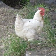 mntgoatchick