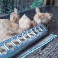 Chicken fingers
