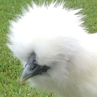 SPARKLESILKIE