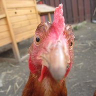 NatalieChicks