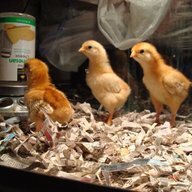 SpaceHen