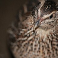 Quail lover
