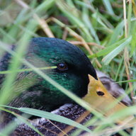 Mother Duck