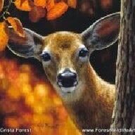 csforest