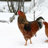 Czech-chick