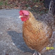 Chickin World