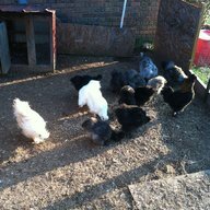 T-N Chickens