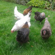 Mdm Cluck Cluck