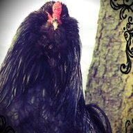 Sable Crow