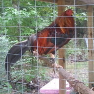 whttheflockchkn