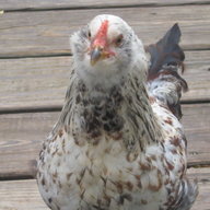 Squeaky2012