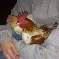 Mom2theChickens