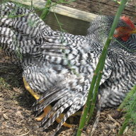 BBsChicken