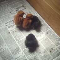 hungry4eggs