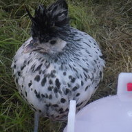 newbie silkie