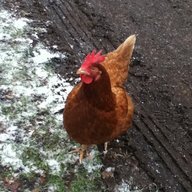 Fowlbird