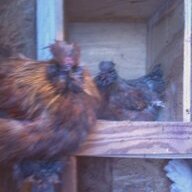 ndchicken