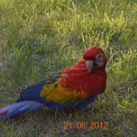 puchichi