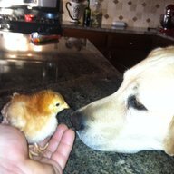 chicken pot pi