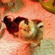 StevieChicks