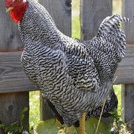 CTchicken117