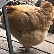 indiechixor