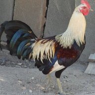 CountryBoy16
