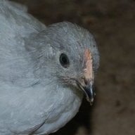 ChickChic1403