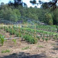 jboyfarms