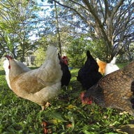 BriskRooster
