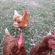 Thecluckman