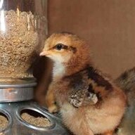 DaddyBird