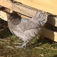 cock a doodle B