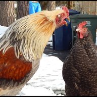 chickencheeks