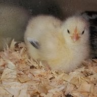 ChickenChatten