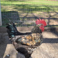 mhjm chickens