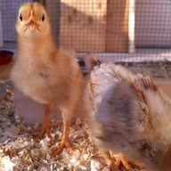 ChicksOfHazzard