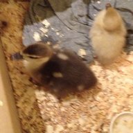 SillyQuacker