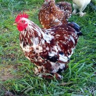 h2farms