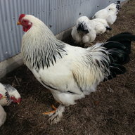SSAcres
