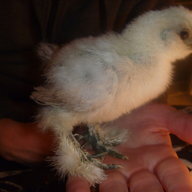 Darth Bantam