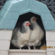 cluckster3255