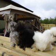 Suburban Chicke