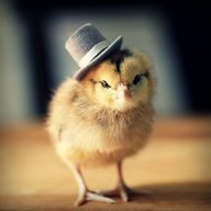 what a chick