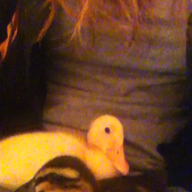 rachellynn