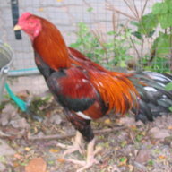 kanjana