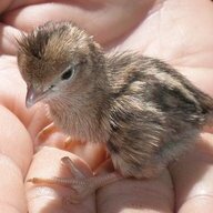 ZQUAIL