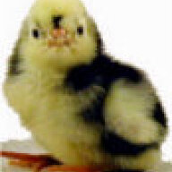 ChickyBabe