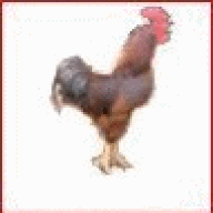 rooster-red
