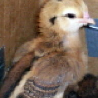 Tinkerchick